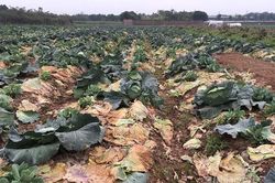 Nỗi đau giữa xuân mới: Ngàn tấn rau xanh ế hỏng đầy đồng