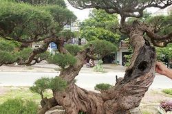 Cận cảnh 'lão' phi lao hình chữ Nhẫn giá bạc tỷ khiến ai cũng mê