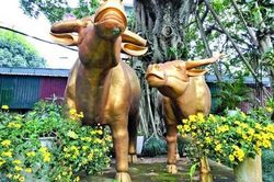Giải mã truyền thuyết Trâu vàng dưới đáy hồ Tây
