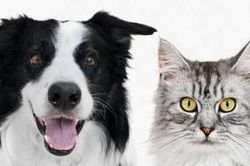 Chó, mèo đều có 'giác quan thứ 6'