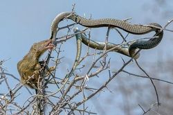 Cầy mangut táo tợn xẻ thịt rắn cực độc trên cây