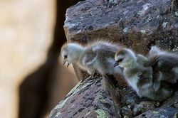 Nghi lễ chào đời 'thách thức thần chết' của ngỗng trời sơ sinh