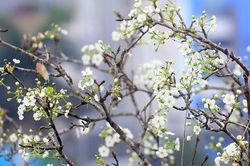 Hoa lê trắng bất ngờ đổ bộ Thủ đô, giá cả triệu đồng/cành
