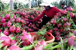 Bình Thuận: Thanh long bất ngờ tăng giá Tết Tân Sửu