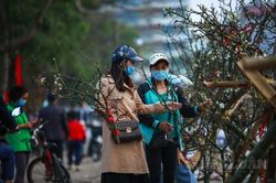 Hà Nội: Hoa lê rừng xuống phố giá gần chục triệu đồng vẫn tấp nập người hỏi mua
