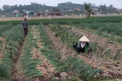 Hải Dương đề nghị các địa phương tạo điều kiện để tiêu thụ nông sản