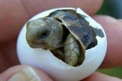 Rùa có thể tự chọn giới tính từ trong trứng
