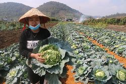 Giải cứu cho người trồng rau ở Chiềng Ban