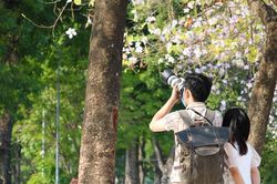 Sắc hoa Tây Bắc nở rộ giữa lòng Hà Nội