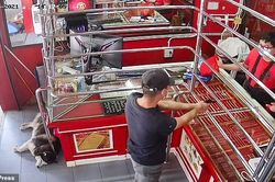 Phì cười với chú chó ngủ say như chết khi chủ bị 'cướp tiệm vàng'