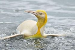 Phát hiện chim cánh cụt màu vàng kỳ lạ, 'hiếm có khó tìm'