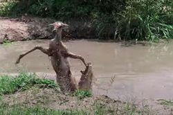 Linh dương đen đủi nhất năm: Ác chiến với cá sấu xong bỏ mạng trước báo hoa mai
