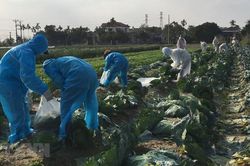 Hải Dương: Hỗ trợ hơn 30 tấn rau, củ cho các khu bị phong tỏa, cách ly