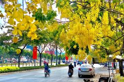 Sài Gòn đẹp nao lòng mùa hoa muồng hoàng yến vàng rực các tuyến phố