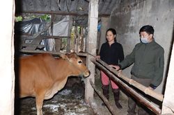 Dịch viêm da nổi cục ở trâu, bò diễn biến phức tạp tại Hà Tĩnh