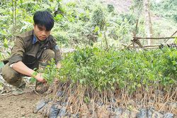 Giữ lá phổi xanh Trường Sơn