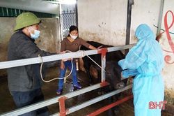 Do đâu, dịch viêm da nổi cục trên trâu, bò lan rộng ở Hà Tĩnh?