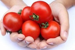 Người bán cà chua sẽ không bao giờ nói cho bạn biết: Vì sao nên chọn những quả cà chua không đều màu?