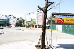 Cần trồng bổ sung cây xanh