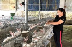 Phụ nữ Tu Vũ tích cực phát triển kinh tế