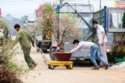 Sau Tết, đào Nhật Tân hối hả 'hồi hương'
