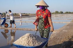 Cận cảnh 'nghề gieo nước biển' đầu năm ở phương Nam