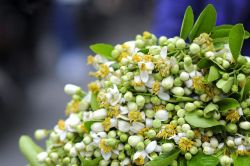 Thị trường 23/2: Tàu du lịch Hạ Long 'chết lặng', hoa bưởi 'cháy hàng' cận rằm tháng Giêng