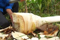 Trồng dừa rồi 'chặt bỏ', chàng trai trẻ đút túi mỗi năm gần trăm triệu