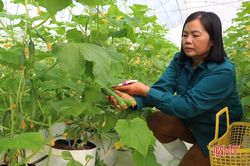 Mô hình dưa chuột Nhật Bản trong nhà lưới đầu tiên ở Can Lộc thu hơn 100 triệu đồng sau 2 tháng