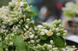 Phố phường Hà Nội ngát hương thơm mùa hoa bưởi
