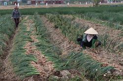 Tắc tiêu thụ nông sản vùng dịch