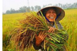Đồng bằng sông Cửu Long: Trước ngưỡng tới hạn của mô hình phát triển cũ