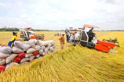 Giá lúa gạo ngày 11/2 tại Đồng bằng sông Cửu Long ổn định