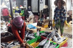 Ngư dân miền trung trúng mùa hải sản