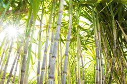 Giải pháp tạm thời cứu ngành mía đường Việt Nam