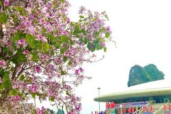 Ngỡ ngàng một Tây Bắc giữa lòng Hạ Long