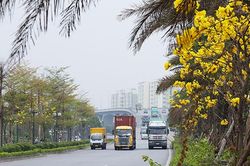 Hàng cây Phong Linh 'độc nhất' khoe sắc vàng rực rỡ giữa lòng thủ đô