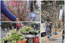 Lê rừng, đào nhỏ và hoa bưởi... hút khách ngày rằm Tháng Giêng
