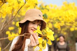 Nghìn người đổ về chiêm ngưỡng vườn hoa Phong Linh vàng rực rỡ ở Bắc Giang