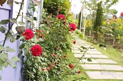 Người yêu của chị gái mua vàng giả làm quà cưới tặng vợ chồng tôi