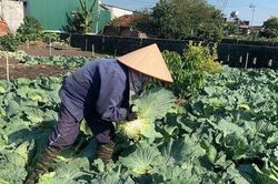 Người dân phá bỏ hàng trăm tấn rau, củ vì rớt giá không bán được