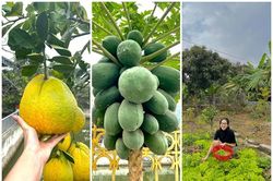 Vườn rau quả tốt um trong nhà Hoa hậu Đỗ Thị Hà