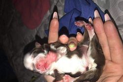 Ngỡ ngàng chú chó con 6 chân, 2 đuôi đặc biệt
