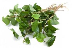 Độc đáo với 3 cách làm trắng da từ rau diếp cá