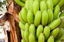 Ngừa ung thư, giảm cân nhờ chuối xanh