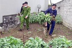 Xử lý nghiêm hành vi trồng trái phép cây thuốc phiện