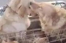 Chó 'lau nước mắt' cho bạn khi bị đem ra chợ bán