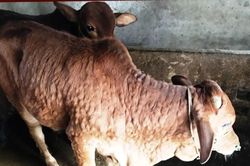 Hà Tĩnh: 'Bệnh lạ' khiến da trâu, bò biến dạng