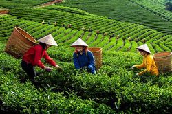 Phân bón Văn Điển: 'Khắc tinh' để cải tạo đất đồi dốc, bạc màu