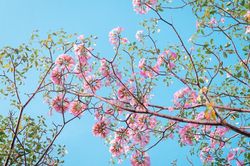 Hẹn hò Sài Gòn: Hoa kèn hồng nở sớm rực rỡ một khoảng trời, đẹp tựa như một thước phim